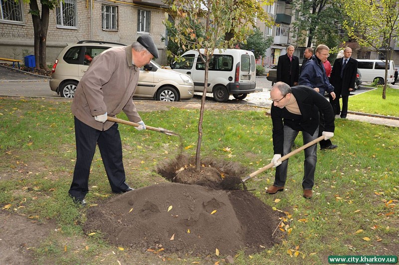 У дворах житлових будинків по вул. Єсеніна висаджені липи