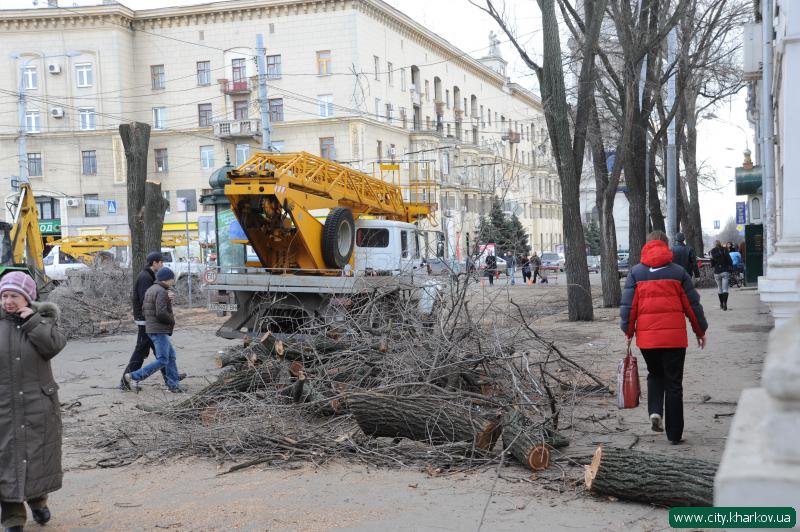 По вул. Університетській зносяться аварійні дерева
