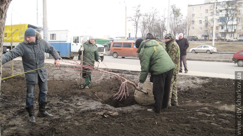 На проспекті Гагаріна почали висаджувати дерева