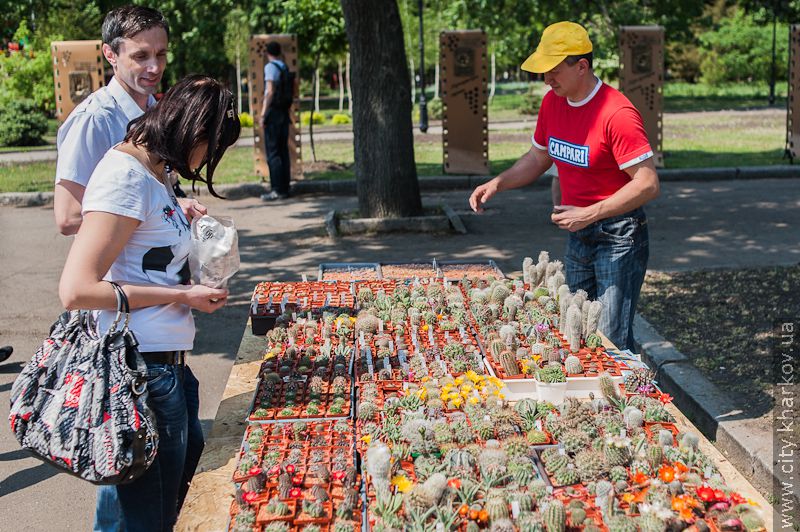 У саду імені Шевченка відкрилася виставка квітів - 14