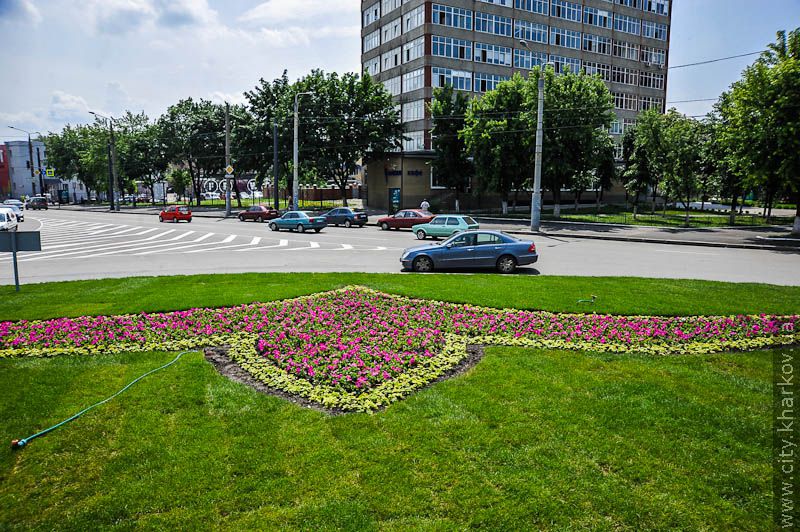 На Університетському пагорбі відкрили євроклумбу - 4