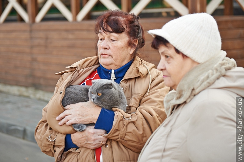 Замість спиляних беріз на Салтівці висадять 50 нових дерев - 1