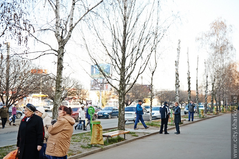 Замість спиляних беріз на Салтівці висадять 50 нових дерев - 3