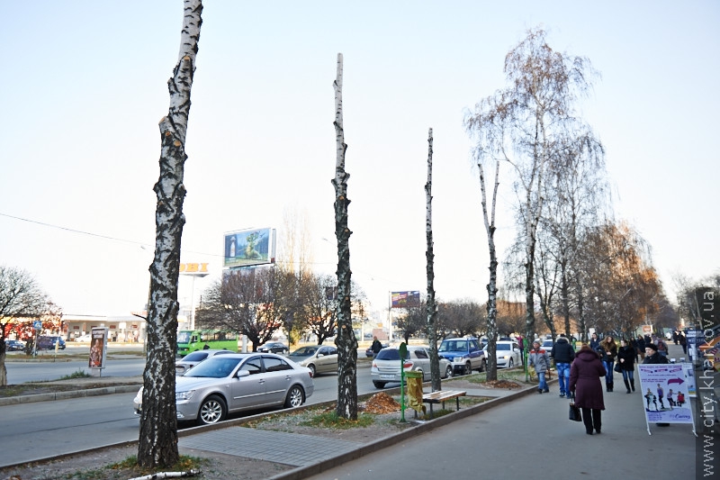 Замість спиляних беріз на Салтівці висадять 50 нових дерев - 19
