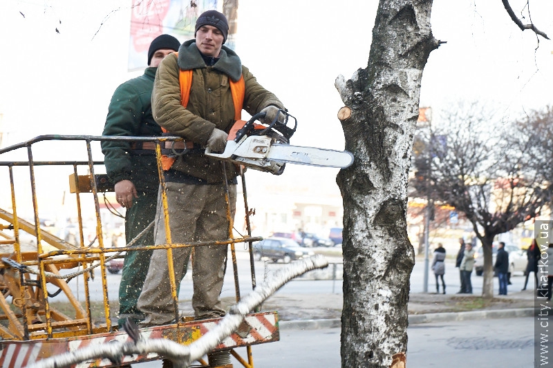 Замість спиляних беріз на Салтівці висадять 50 нових дерев - 20