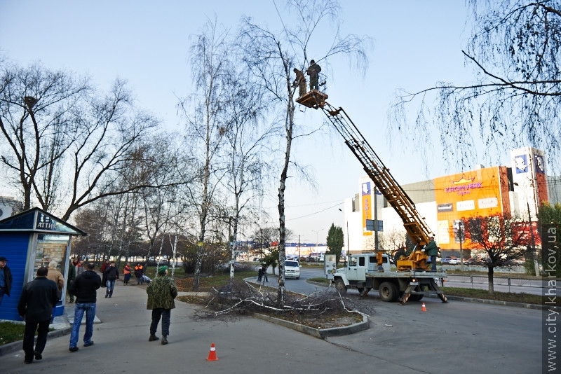 Замість спиляних беріз на Салтівці висадять 50 нових дерев - 24