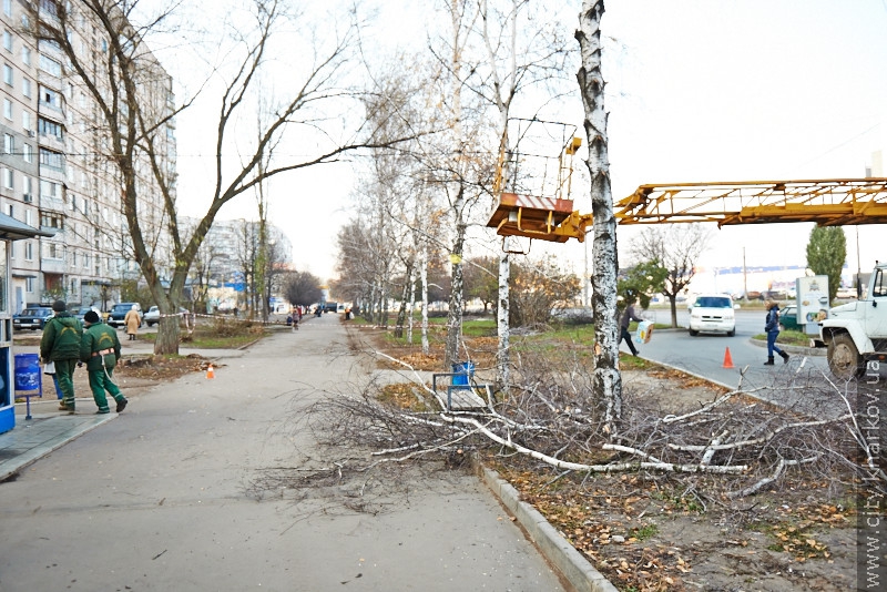 Замість спиляних беріз на Салтівці висадять 50 нових дерев - 36