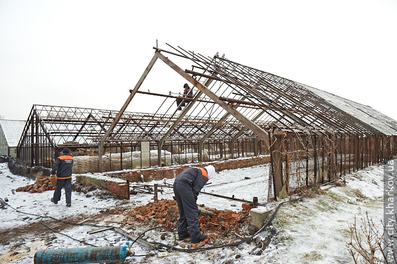 У 2012 році в харківських теплицях виростили півмільйона квітів