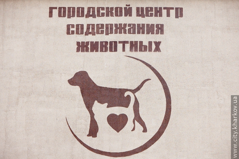Британські ветеринари проводять у Харкові безкоштовні операції і навчають фахівців новим методикам - 1