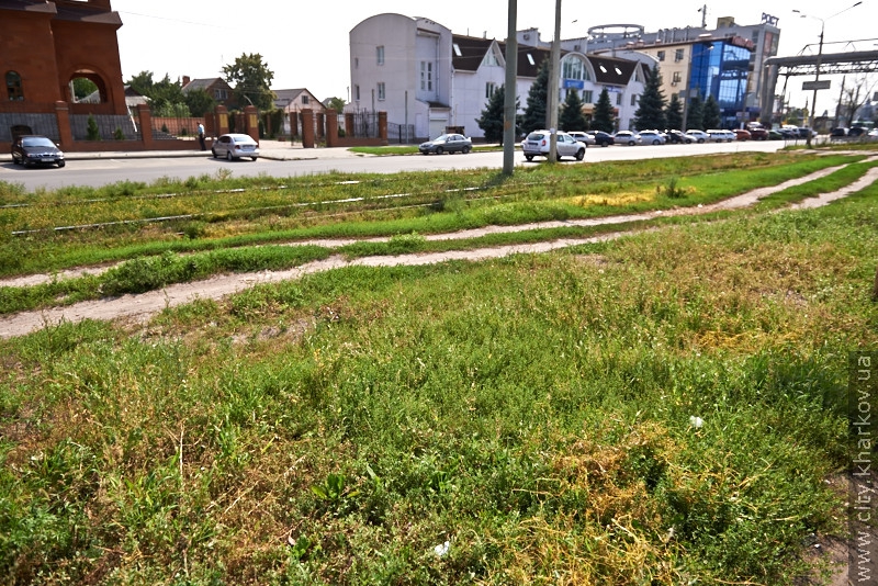 У місті починають щорічну боротьбу з амброзією - 10