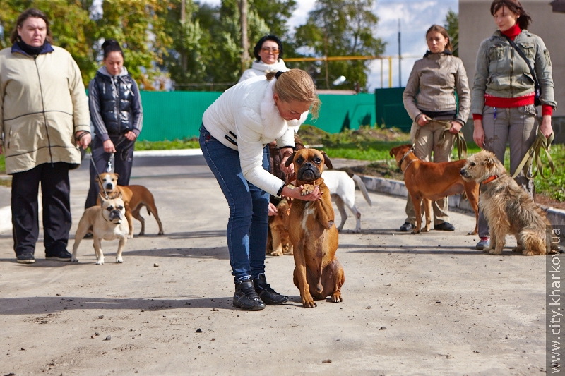 Харківські кінологи почали співпрацювати з притулком для тварин