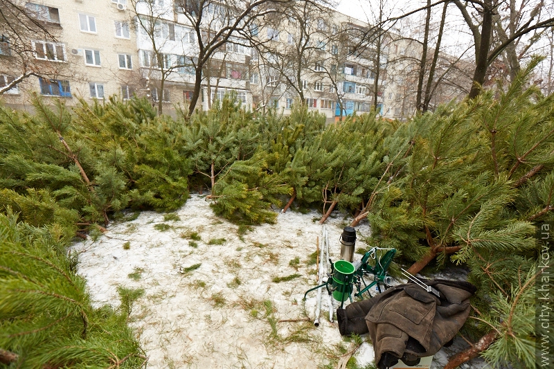 У Харкові виявляють незаконних торговців ялинками - 2