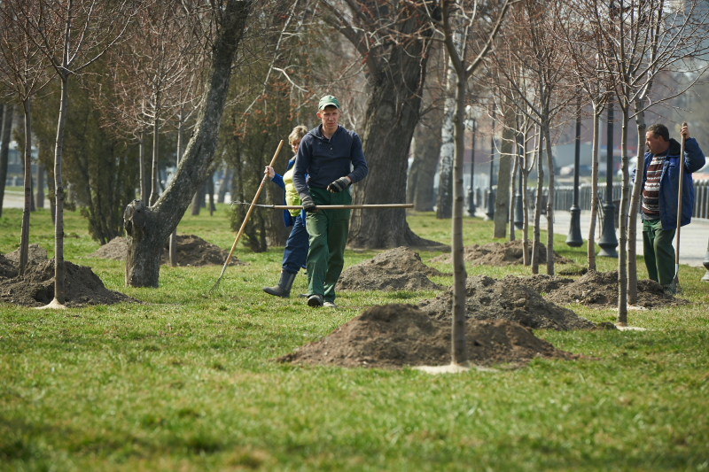 На Нетеченській набережній - нові дерева