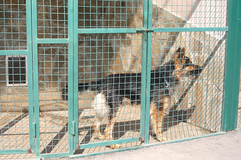 У притулку для тварин безкоштовно приймають вихованців від переселенців із зони АТО 