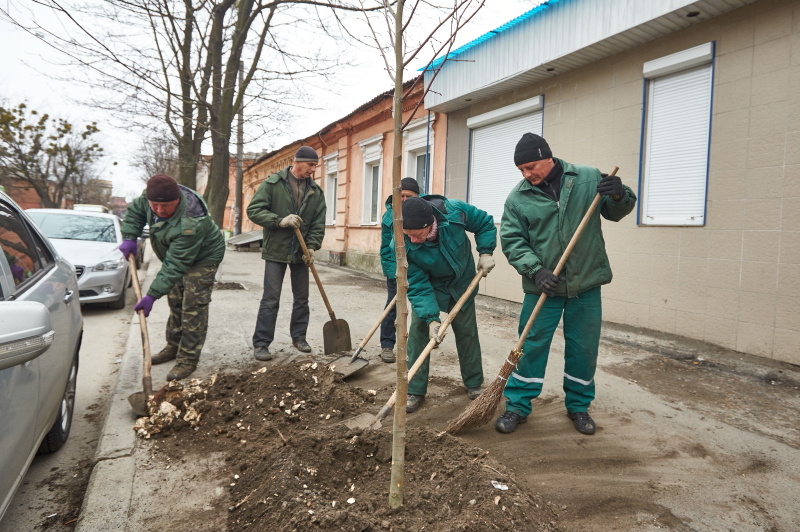 По вулиці Коцарській висадили клени
