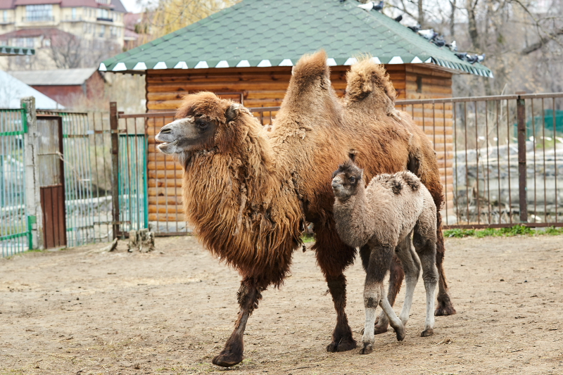 У Харківському зоопарку народилося верблюденя