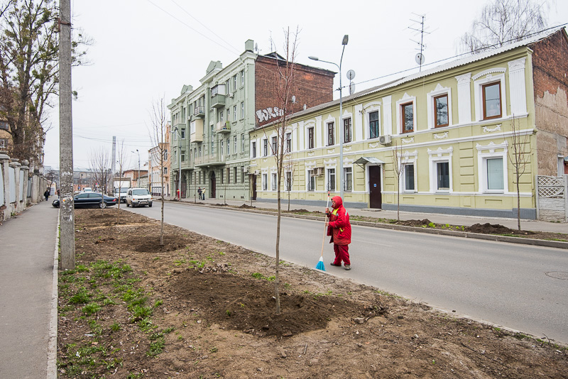 На вулиці Чоботарській посадили липи - 2