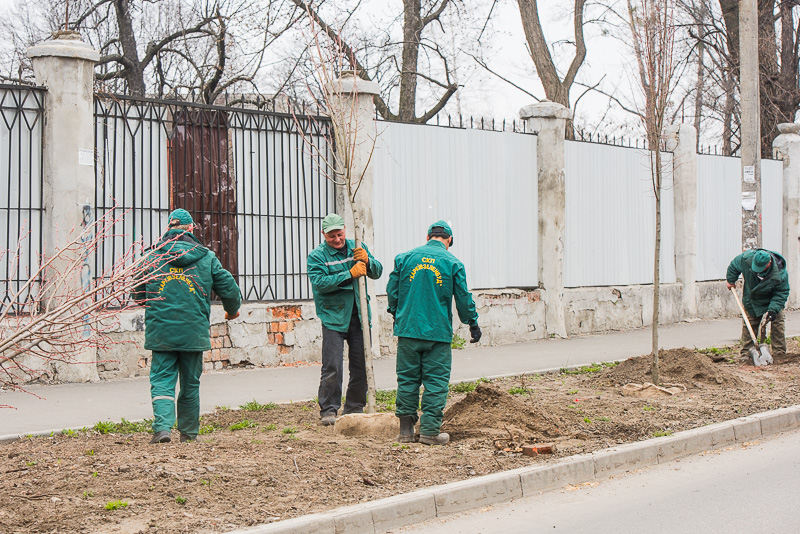 На вулиці Чоботарській посадили липи - 3