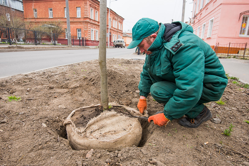 На вулиці Чоботарській посадили липи - 5