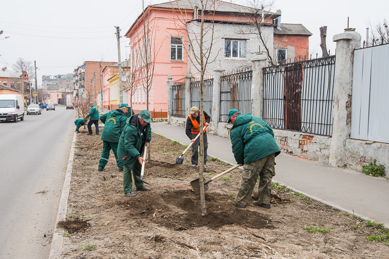 На вулиці Чоботарській посадили липи - 6