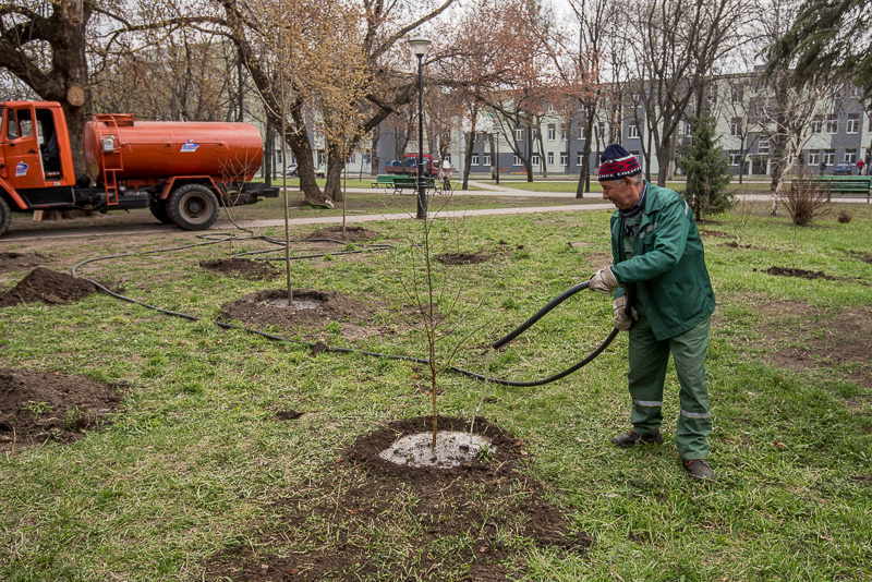 У Велозаводському сквері посадили 60 дерев - 6
