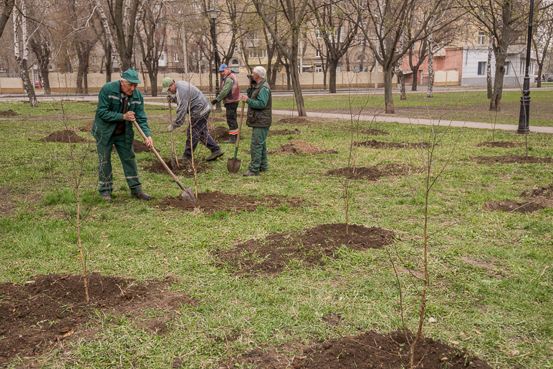 У Велозаводському сквері посадили 60 дерев - 7