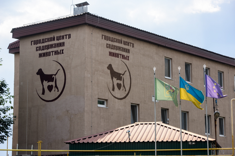 За останній місяць у харківському притулку знайшли домівку для 50 тварин - 1