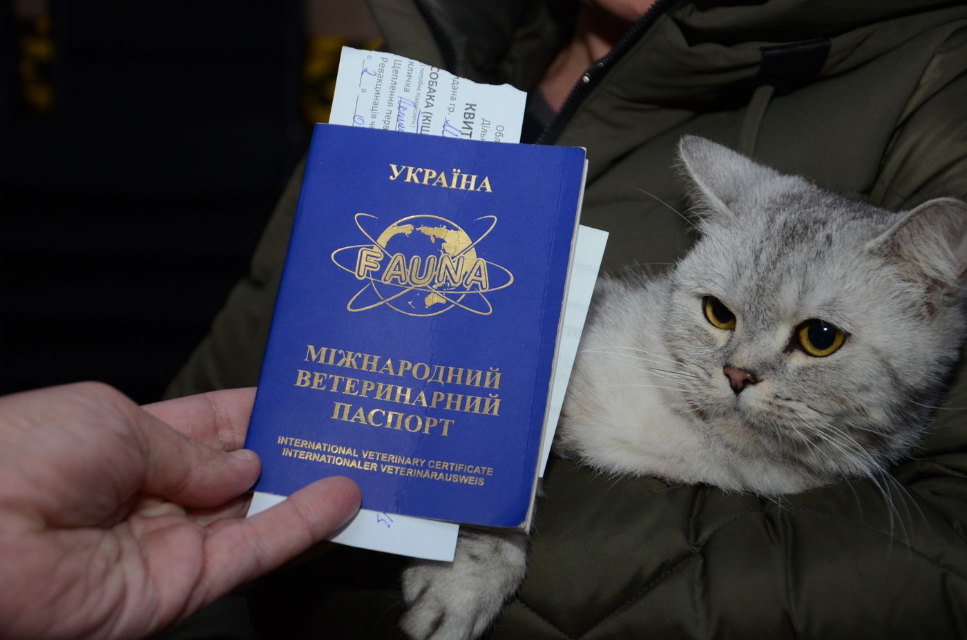 У Харкові почалася вакцинація домашніх тварин проти сказу