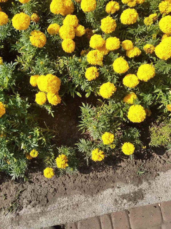 У Театральному сквері невідомі пошкодили клумби і елементи благоустрою