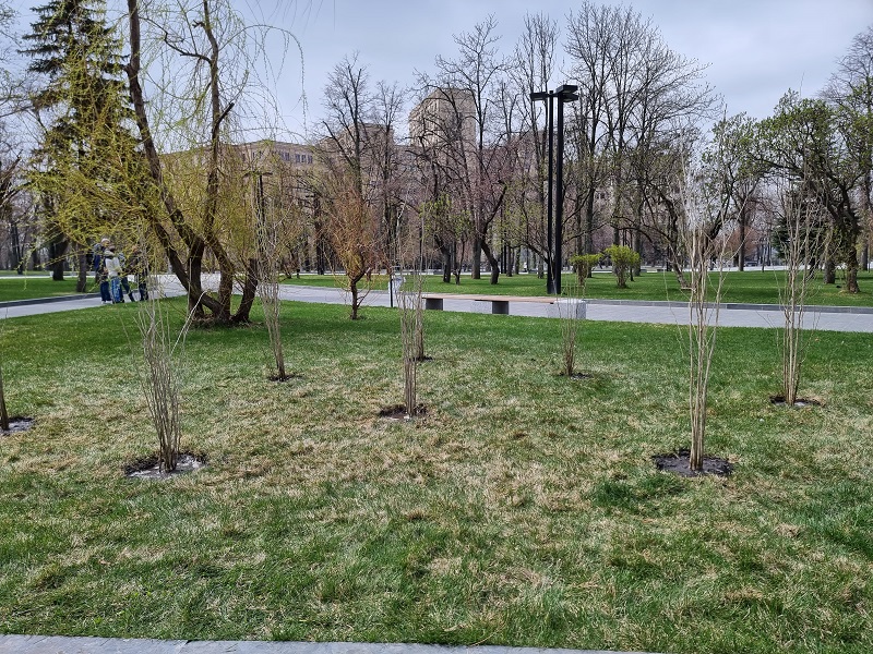 На площі Свободи висадили саджанці, які надіслала пенсіонерка із Західної України
