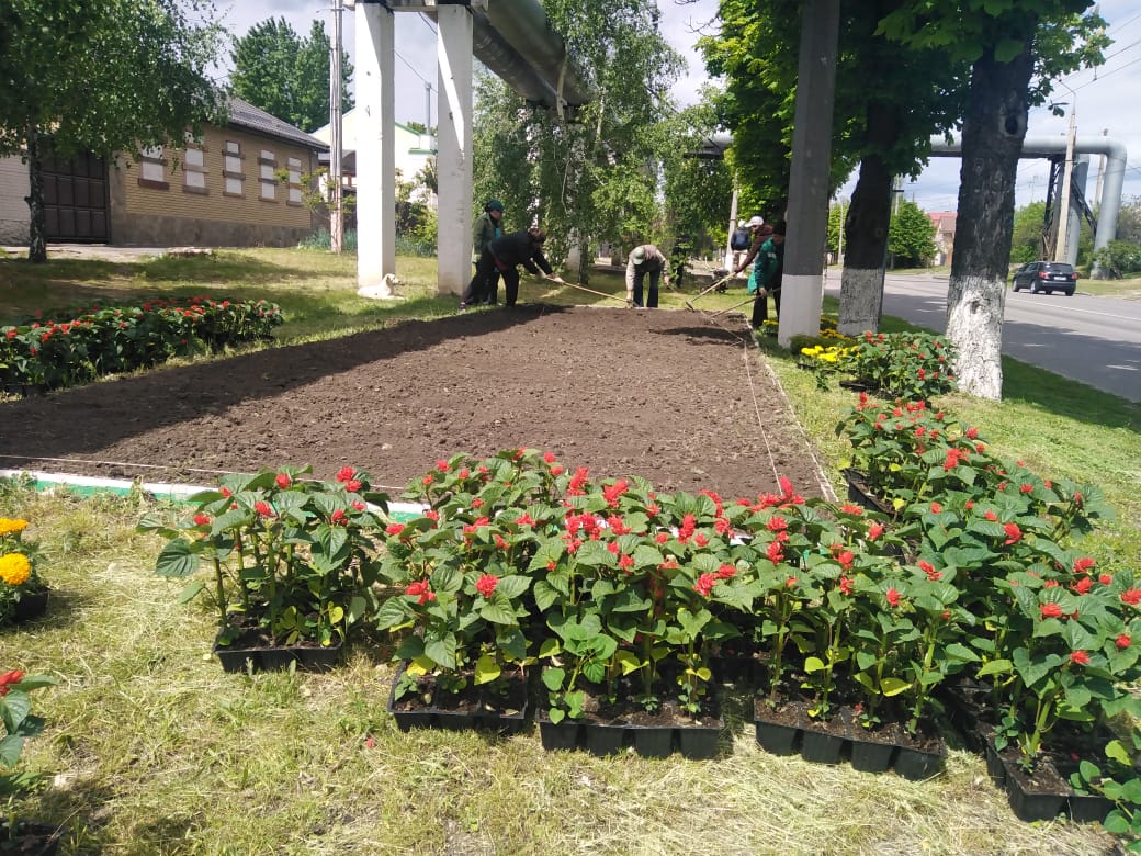 У Новобаварському районі висадили кілька тисяч квітів - 4
