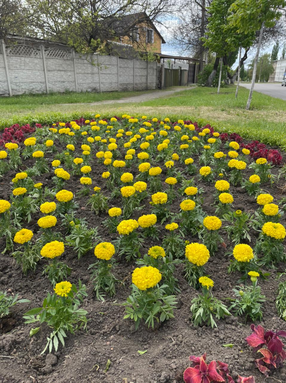 У Новобаварському районі висадили кілька тисяч квітів - 7