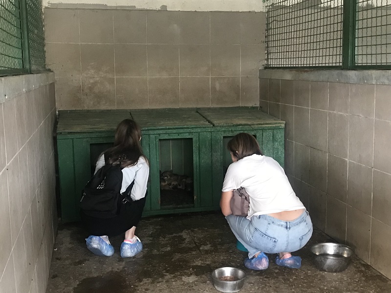 У харківському притулку шукають будинок для цуценят, яких врятували військові