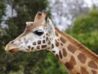 Цього року в харківському зоопарку планують побудувати Будинок жирафів