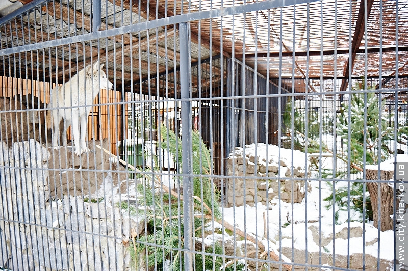 Цього року в харківському зоопарку планують побудувати Будинок жирафів