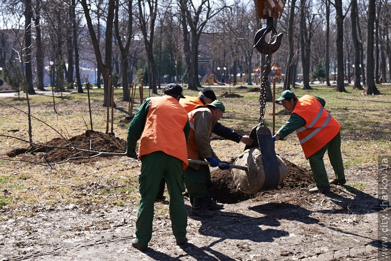 Молодіжний парк прикрашатимуть червоні дуби й липи