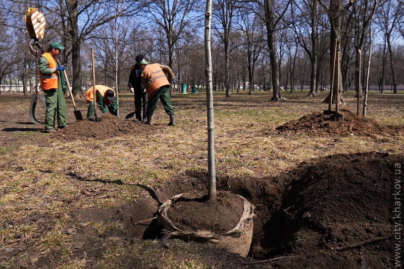 Молодіжний парк прикрашатимуть червоні дуби й липи