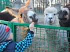 80 дітей-пільговиків відвідають «Feldman Ecopark»