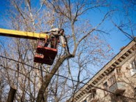 На вулиці Данилевського зносять сухі дерева