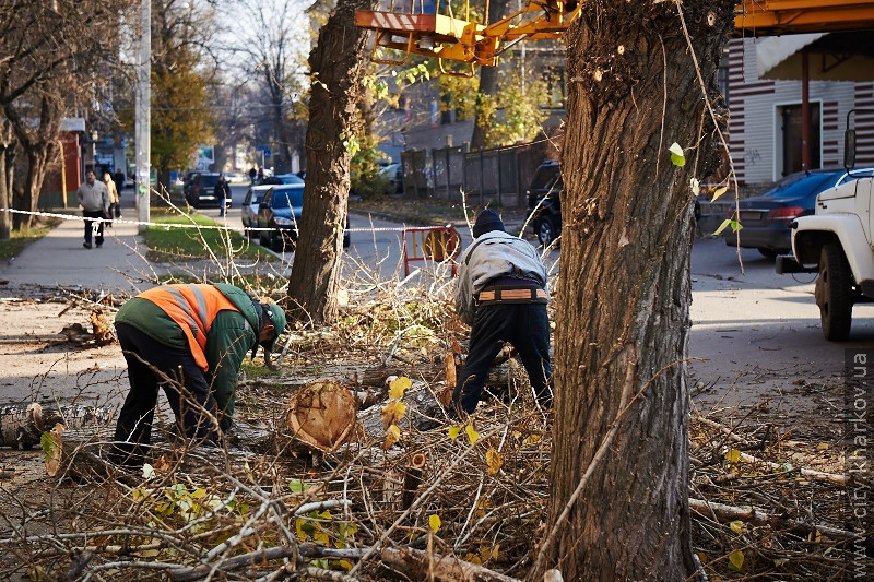 На вулиці Данилевського зносять сухі дерева