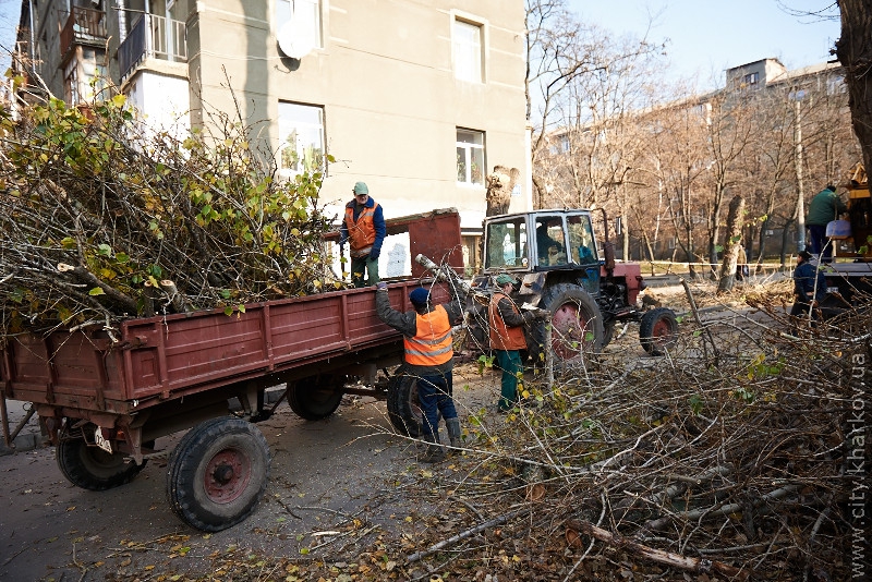 На вулиці Данилевського зносять сухі дерева