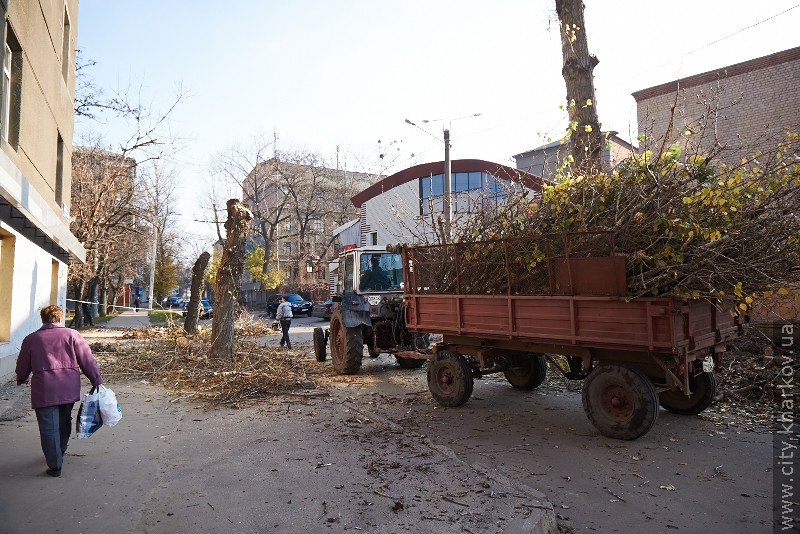 На вулиці Данилевського зносять сухі дерева