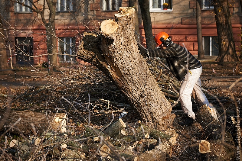 На вулиці Данилевського зносять сухі дерева