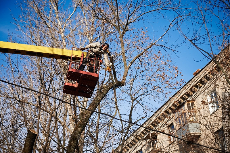На вулиці Данилевського зносять сухі дерева