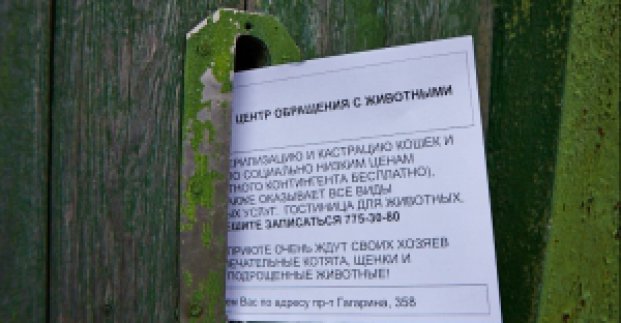 Пенсіонери зможуть стерилізувати домашніх вихованців за пільговими цінами