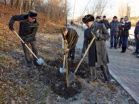 У Кітлярчиному яру - нові дерева