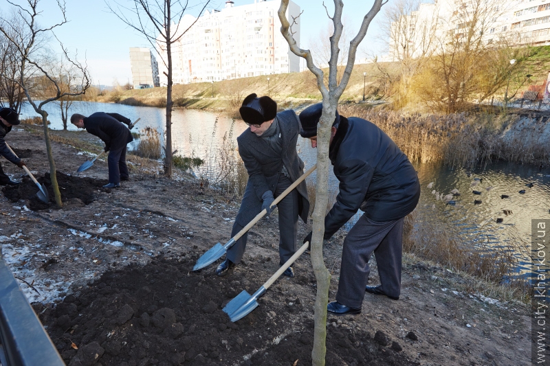 У Кітлярчиному яру - нові дерева