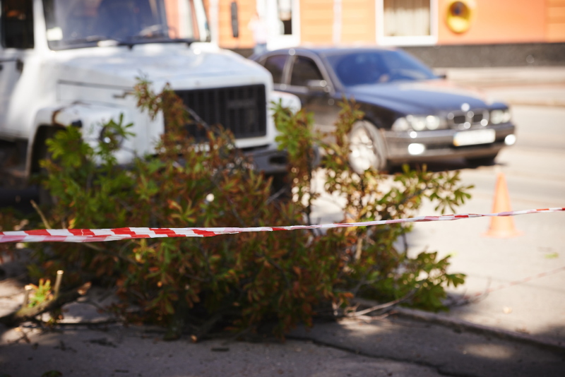 У Жовтневому районі зносять сухостійні дерева