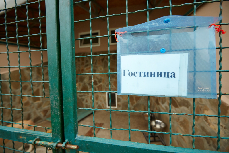 Харків'яни стали менше забирати тварин з притулку