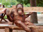 У «Feldman Ecopark» проходить тиждень мавп